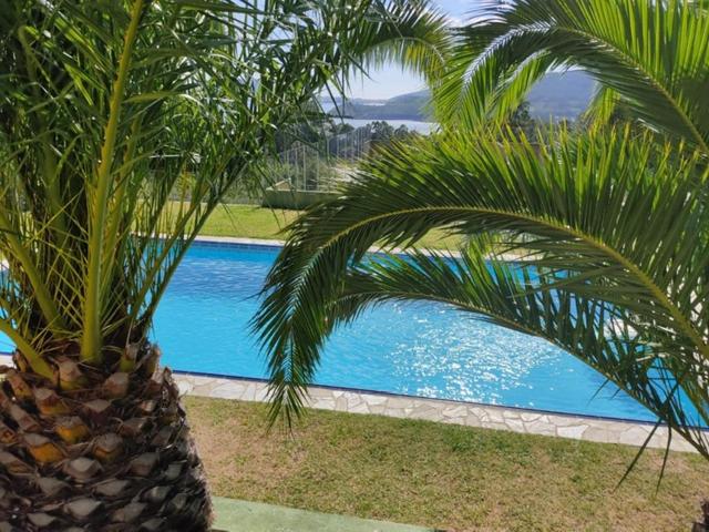 塞埃Ático de Carmen的游泳池旁的棕榈树