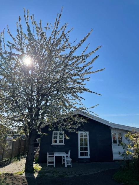 维兹奥勒Beautiful House, just a few km from the vibrant center of Copenhagen的前面有桌子和树的房子