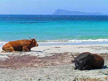 特乌拉达Tanca is Torus的两头奶牛躺在水边的海滩上