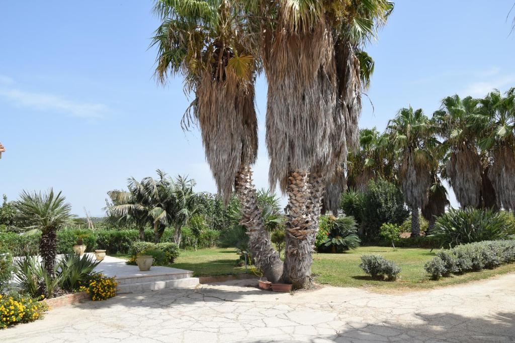 伯吉维奇La "Piccola della Gioia"的公园里的一棵棕榈树