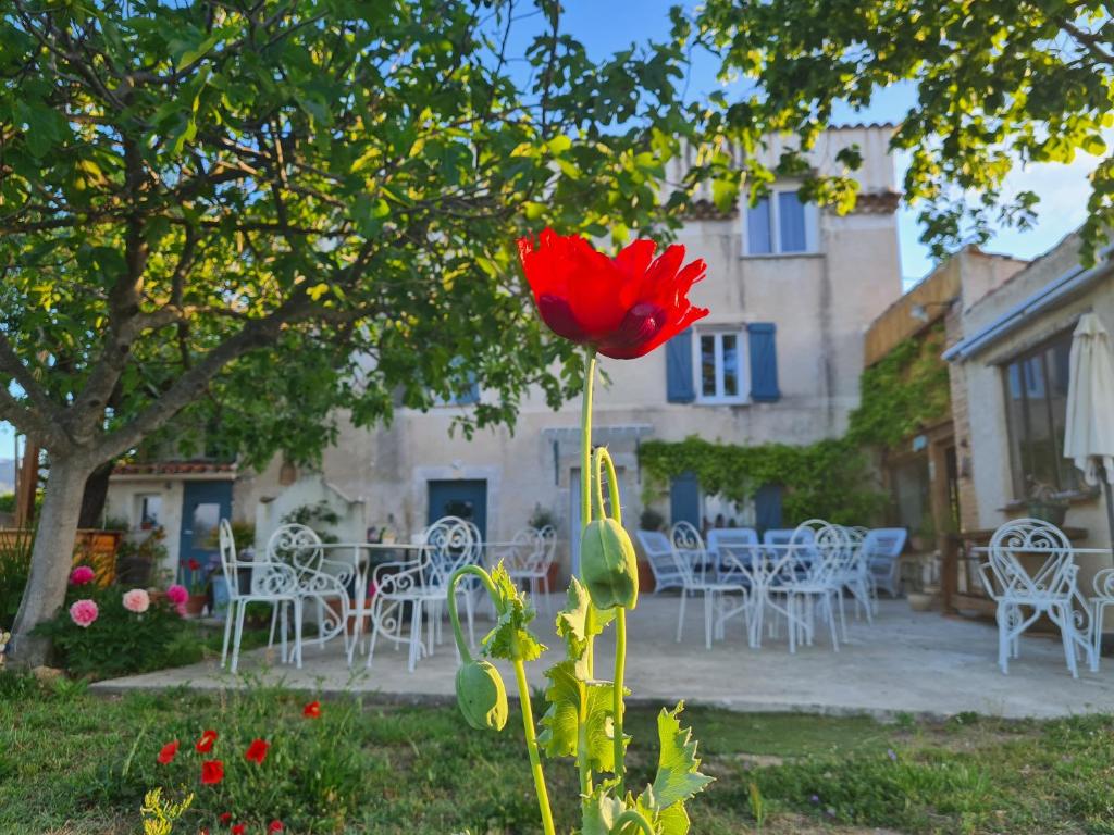 法扬斯La Ferme Constantin的院子里的红花,有桌椅