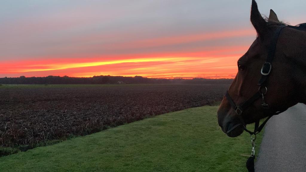HoogersmildeOnze boerderij的落日时站在田野前的马