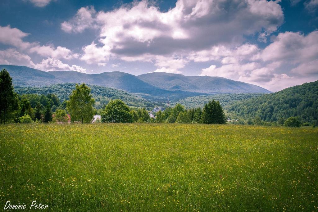 奥斯特基基格恩Carynka的一片绿草丛,山地背景