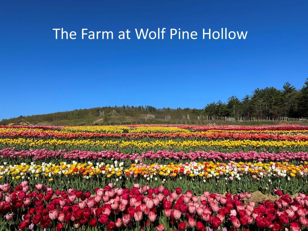 HancockLuxury Farm Stay at The Lodge at Wolf Pine Hollow的一片花田,农场在狼松树空地上