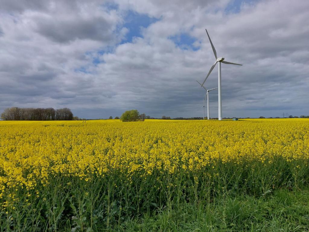 斯洪保因霍泰Ostsee Ferienwohnung in Schönberg inkl. 2 Leihfahrräder的黄色花田里的风力涡轮机