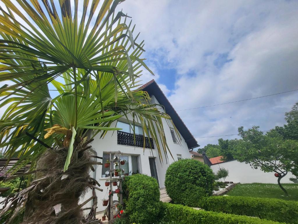 维尔蒂尼克Vila Jovana的前面有棕榈树的白色房子