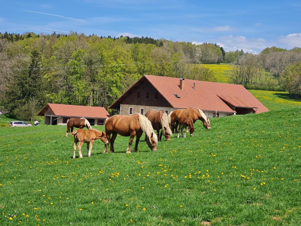 ArçonGîte du cheval blanc的一群马在田野里放牧