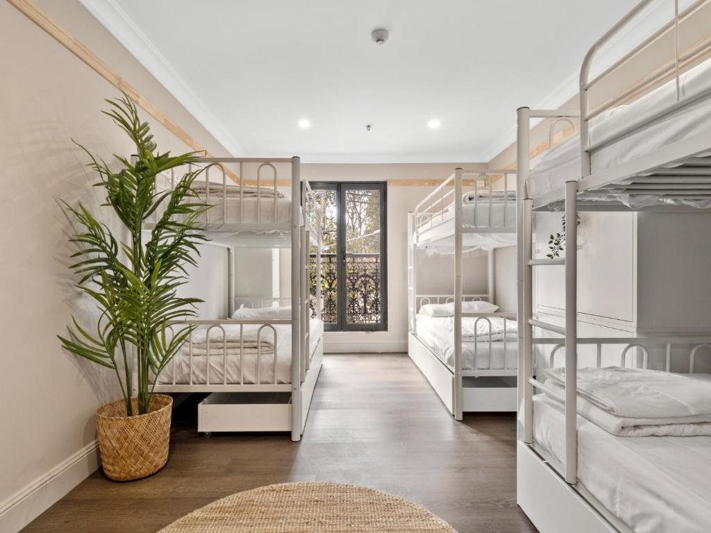 悉尼VENUS Surry Hills - FEMALE ONLY HOSTEL - Long stay negotiable的一间设有四张双层床和盆栽的房间