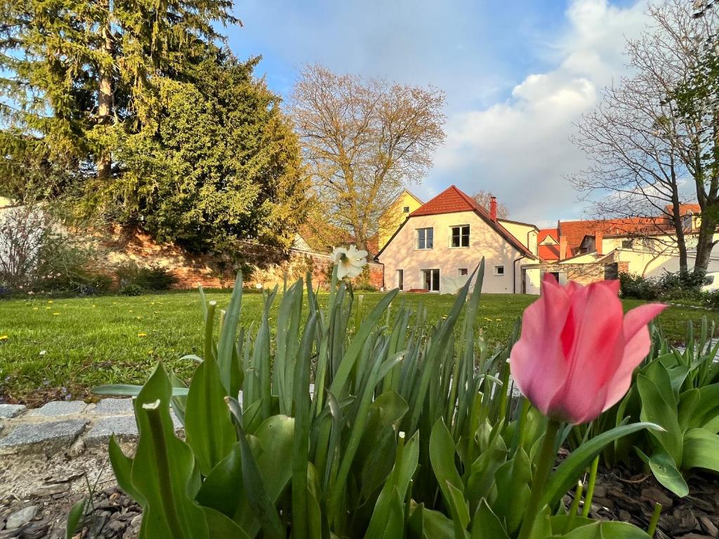 斯洛文尼亚比斯特里察OM Yoga center的一座房子前面的花园中的粉红色郁金香