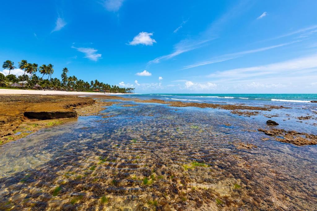 普拉亚多斯卡内罗斯Sítio Praia dos Carneiros的一片拥有岩石、海洋和棕榈树的海滩