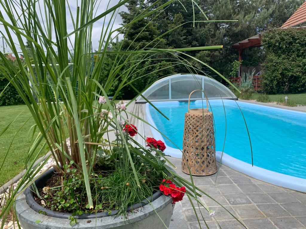 马克莱贝格Pool & Lake Holiday Home的游泳池旁的锅里的植物