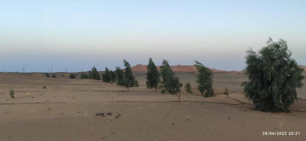 梅尔祖卡Morocco Désert Luxury的沙漠地带的一群树木