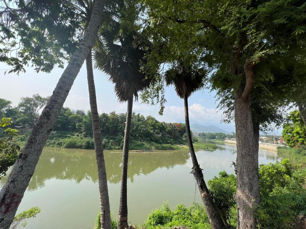 琅勃拉邦Golden Lotus Namkhan River View的棕榈树之间的河流美景