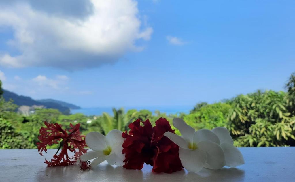 Anse a La Mouche塞拉度假屋的两朵红白花坐在桌子上