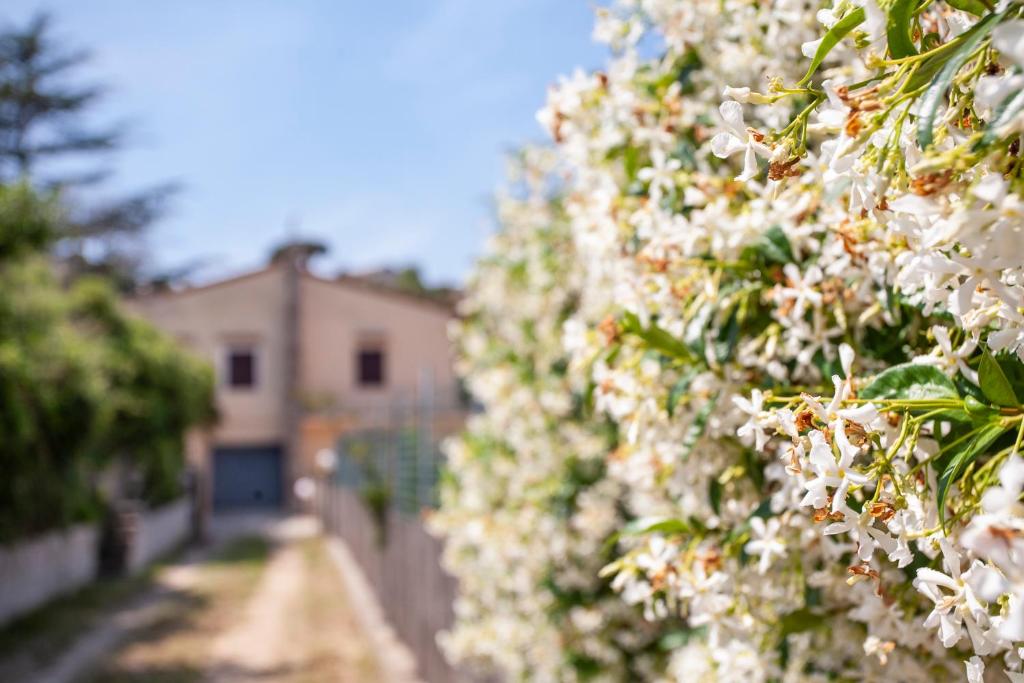 费拉约港Villetta Capo Bianco - Goelba的白色花 ⁇ ,有建筑背景