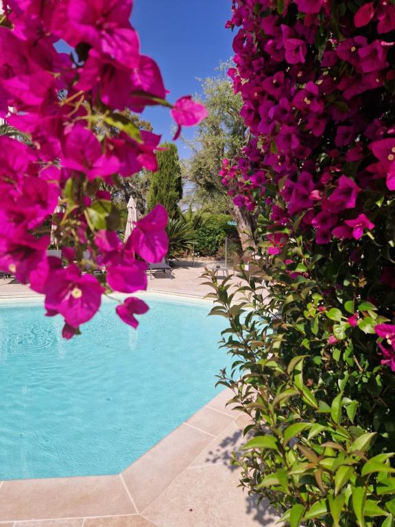 胡安莱潘卡普丹迪布别墅酒店的游泳池旁的一组粉红色花