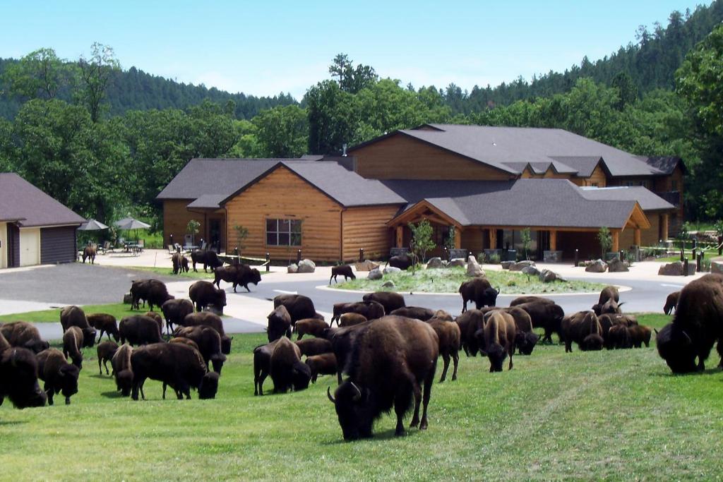 卡斯特Creekside Lodge at Custer State Park Resort的一群牛在楼前的草里放牧