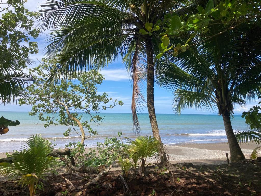 努基Popochos Beach Eco-Lodge的两棵棕榈树和大海的海滩