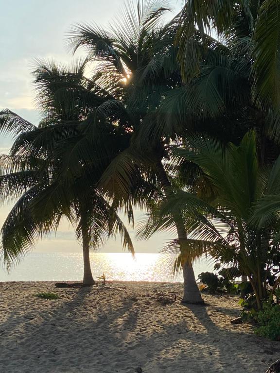 珀拉什奇亚Anda Di Hows Hostel的两棵棕榈树,位于沙滩上,靠近水面