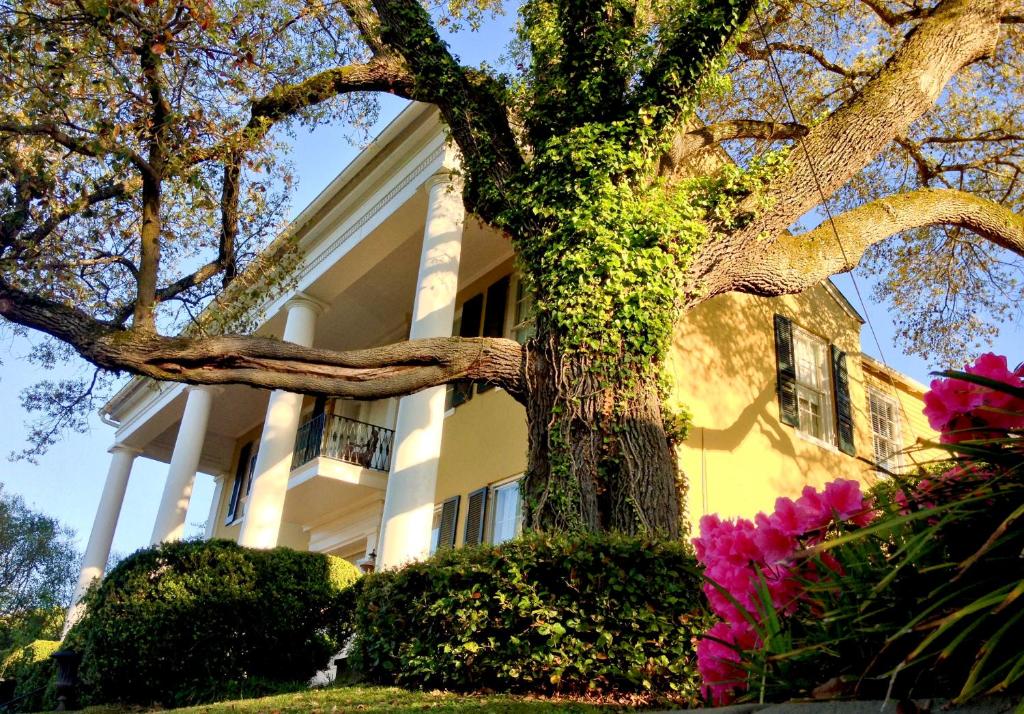 维克斯堡Anchuca Historic Mansion & Inn的白色房子前面的一棵树,花粉红色