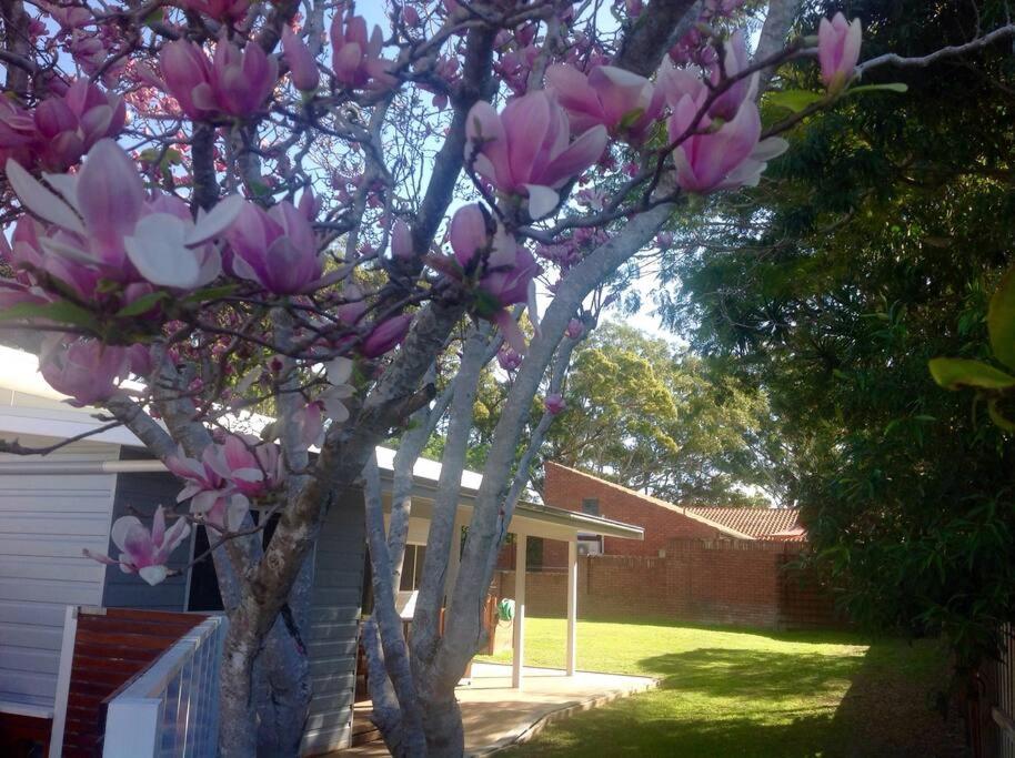 科夫斯港Magnolia Cottage的一座房子前面的玉兰树,花粉红色