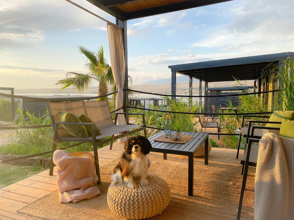 科兰SEAYA mobile home - Terra Park SpiritoS的坐在枕头上的狗,坐在庭院的椅子上