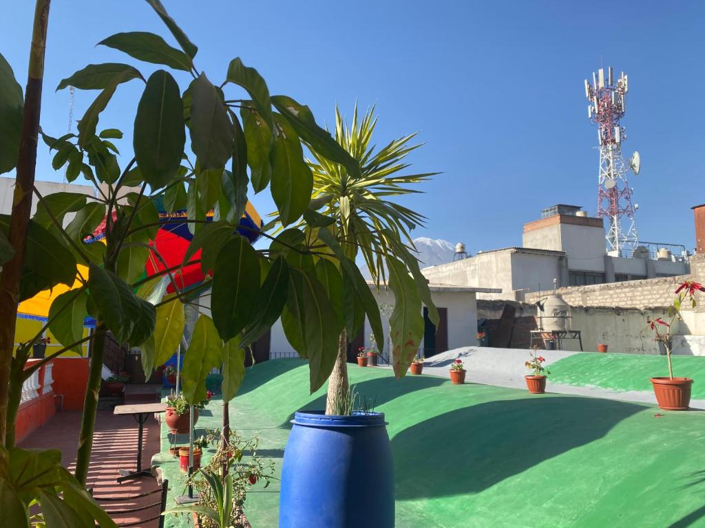 阿雷基帕pusary hostel的院子里的蓝盆与植物