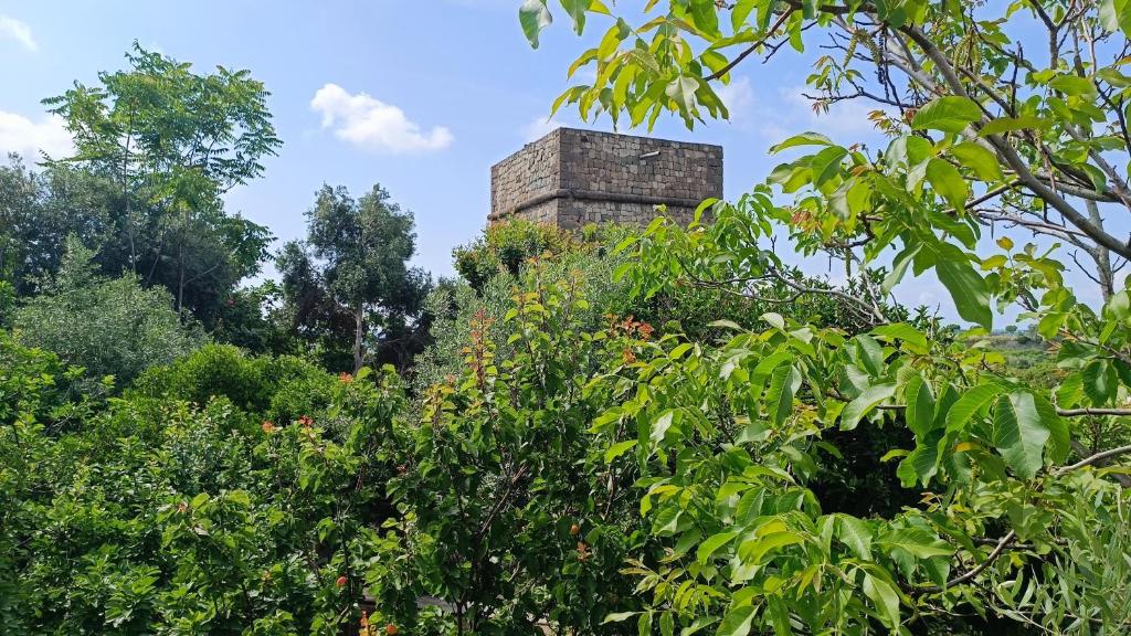 伊斯基亚Passariello的树中间的石头塔
