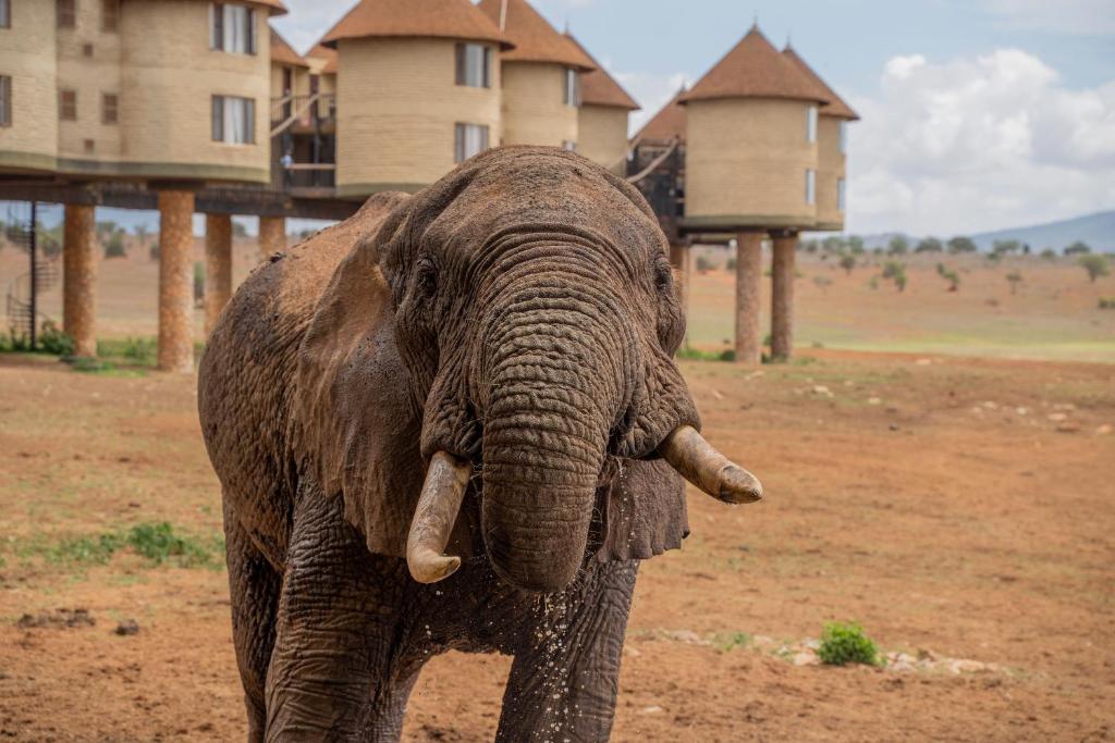 TsavoSalt Lick Safari Lodge的站在房子前面的大象