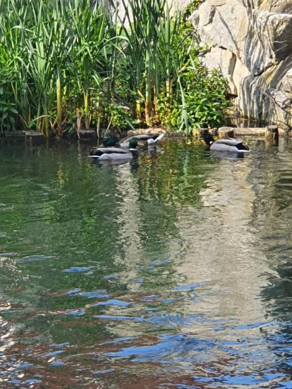 昂西桑Les berges du moulin的一群鸭子在水中游泳