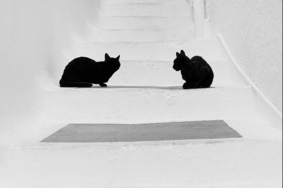 凯瑟拉Hytra view house的两只黑猫坐在建筑物的台阶上