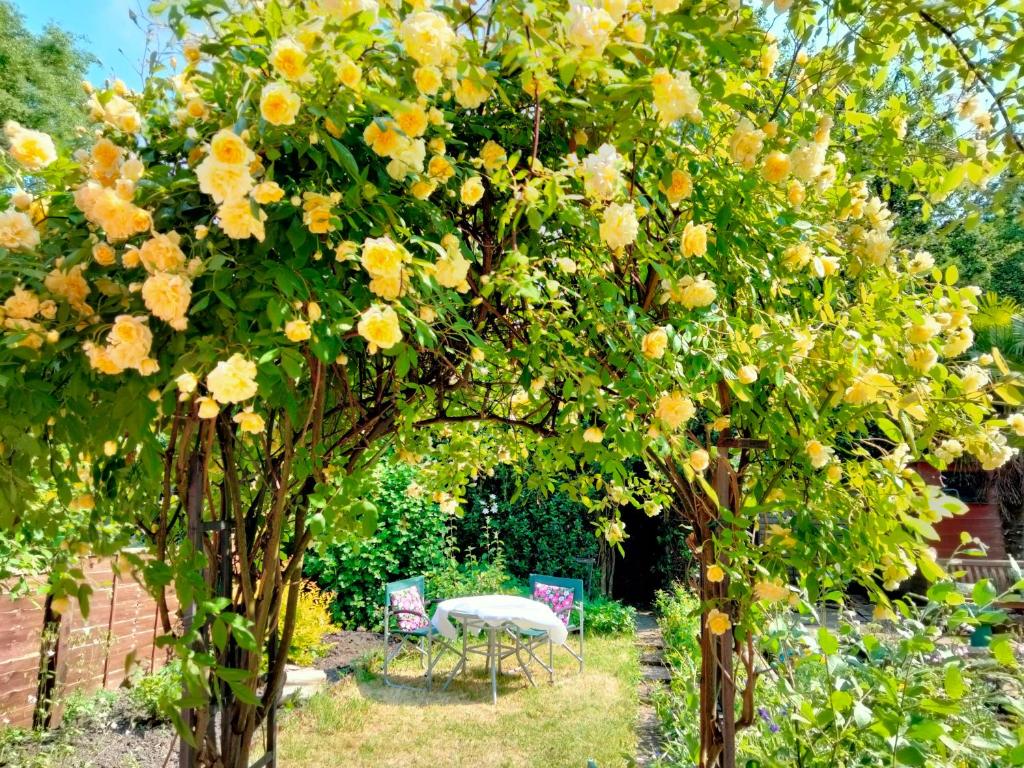 吉斯伯勒Garden Cottage的花园中两棵花黄色的树