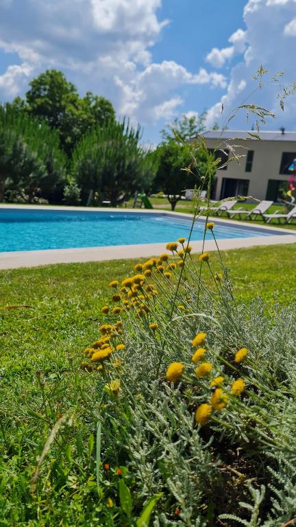 吉马良斯Quinta Paúl de Baixo的游泳池附近的草丛中一束黄色的花