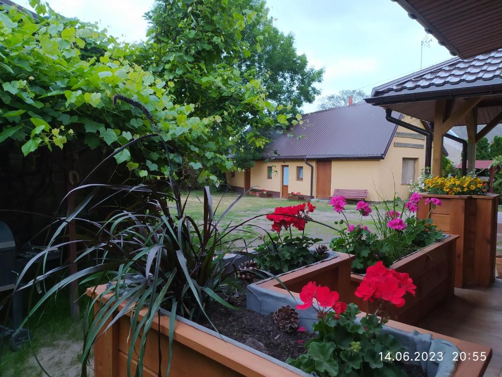 戈尼翁兹Dolistówka的庭院里种满鲜花和植物的花园