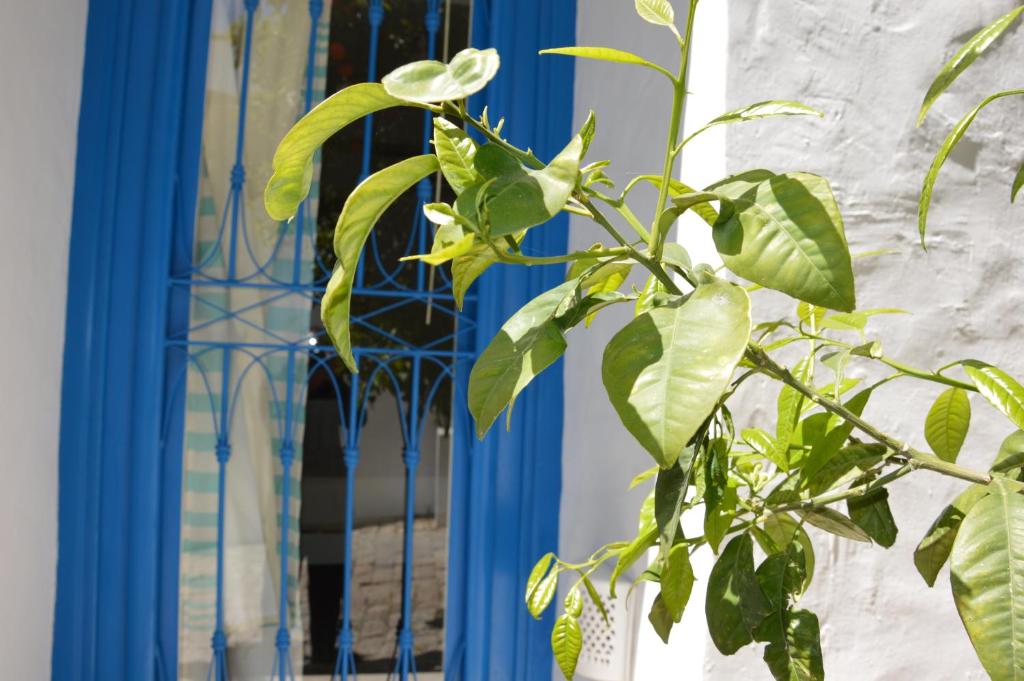 西迪·布·赛义德韦尔特住宿加早餐旅馆的蓝门前的绿色植物