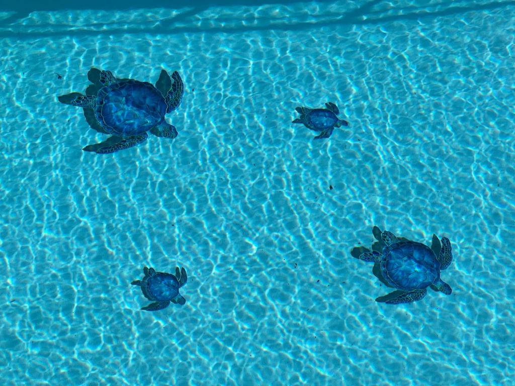曼德琉-拉纳普勒Holiday home "225 Marc Chagall"的三只龟在水池中游泳