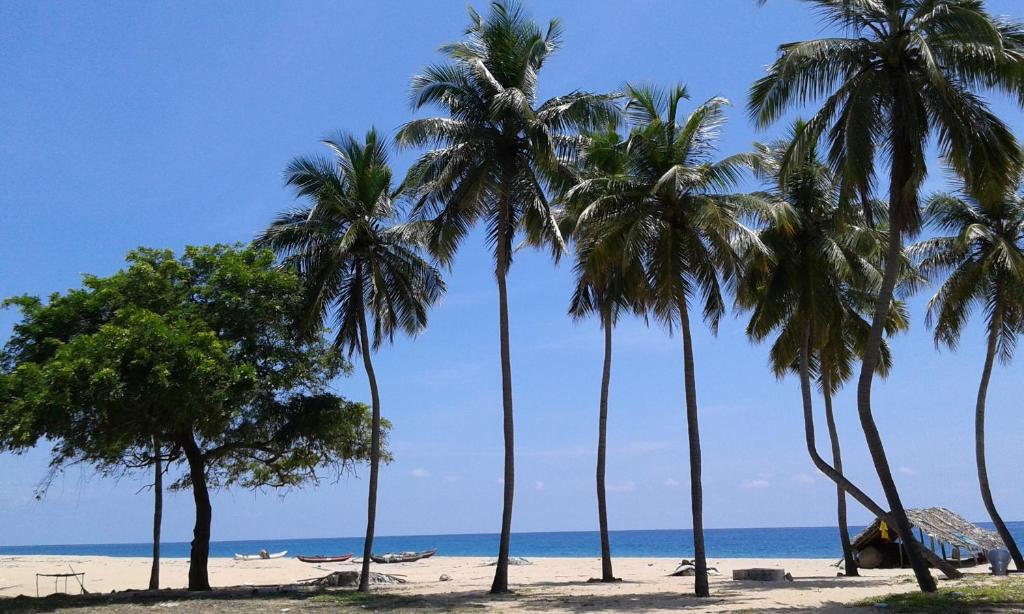 拜蒂克洛Naaval Beach Villa & Rooms的海滩上一棵棕榈树和大海