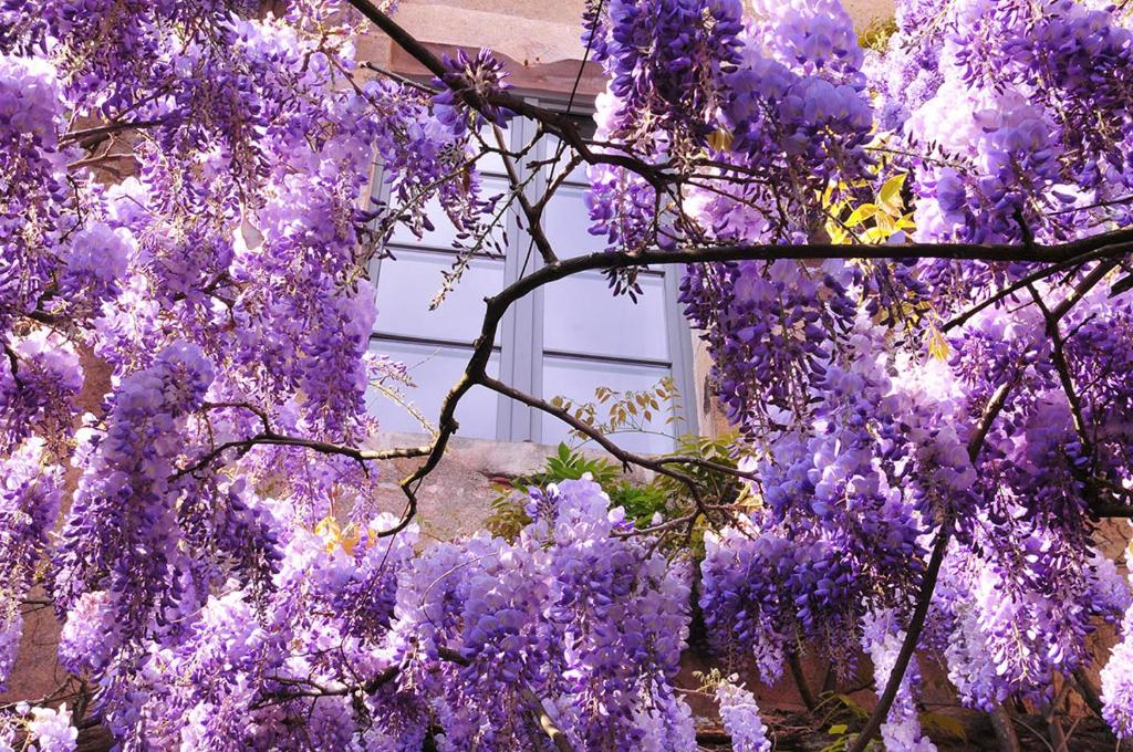 韦兹莱Les Glycines Vézelay的建筑前紫色紫藤覆盖的树