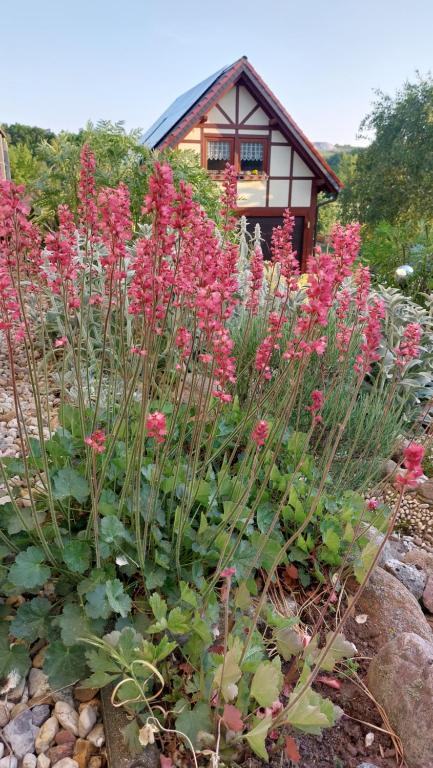 WettinFerienwohnung zur Saaleaue的一座花园,在房子前方种有粉红色的花朵