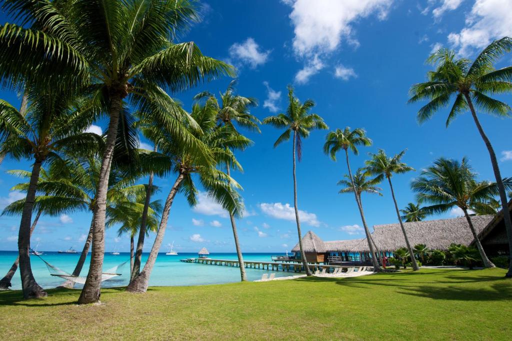 阿瓦托鲁起亚邑温泉度假酒店的海滩上种有棕榈树的度假村