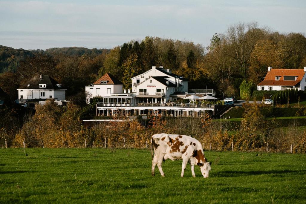 斯欣奥普赫尔赫维斯特兰德酒店的牛在房子前面的田野里放牧
