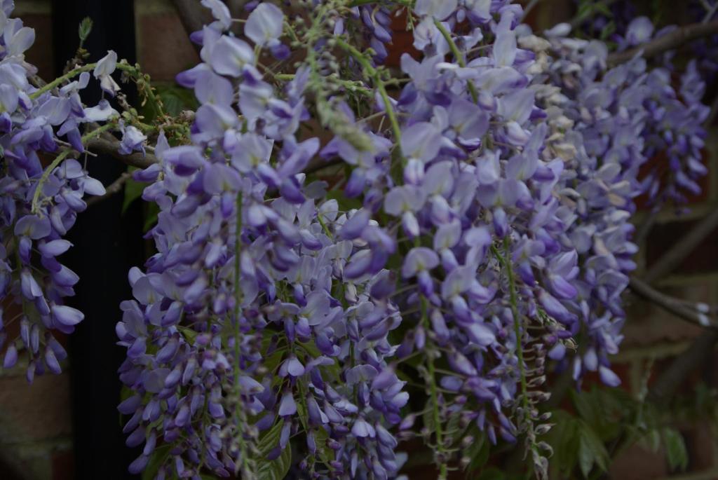 奇切斯特5 Charlton Mill Way B&B的花瓶里一束紫色的花