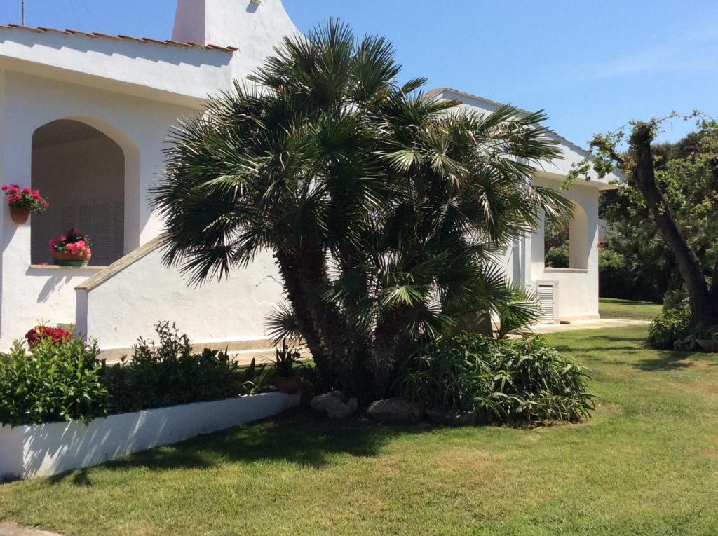 罗萨玛里纳Villa sul mare Rosa Marina的房屋前的棕榈树
