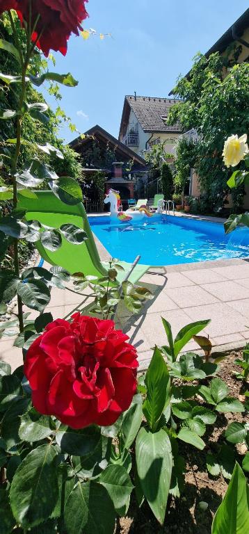 APARTMAN MURKO S-1的游泳池旁的红玫瑰