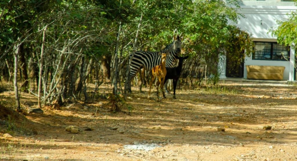 卢萨卡Nsunge Nsunge Farm and Natural Resort的树下斑马和凉亭