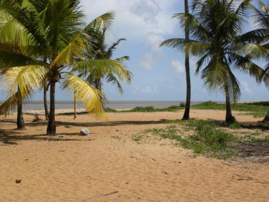 卡宴Beau T3 proche plage secteur Montabo à Cayenne的两棵棕榈树,位于海边沙滩上