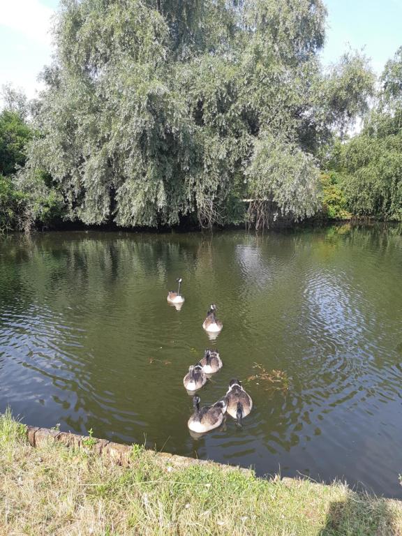 卡尔斯鲁厄feel-good-appartements的一群鸭子在水中游泳