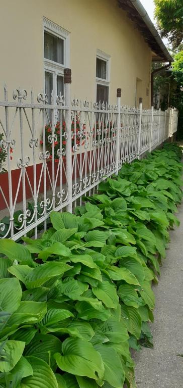 奥巴曹洛克Marika vendégház的房屋前有绿色植物的栅栏