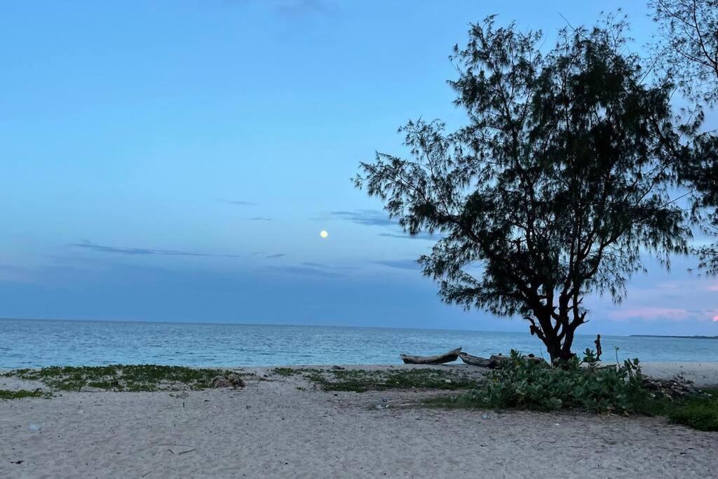 达累斯萨拉姆Romantic Mediterranean beach house的坐在海边的树