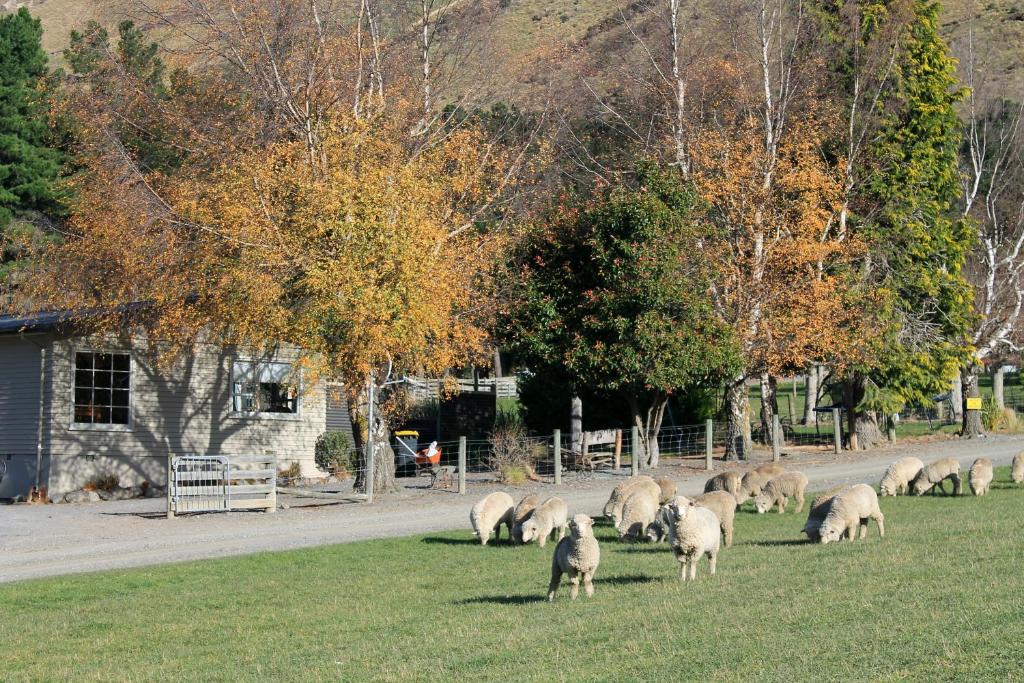 伯克斯帕斯Bauchops Hill Station Farmstay的一群羊在路边的草上放牧